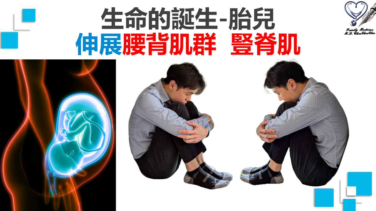 遠離下交叉症候群一：伸展腰背部肌群