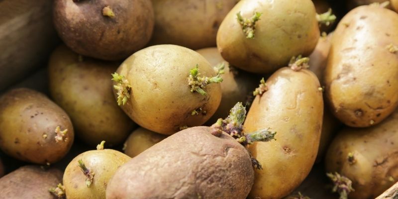 馬鈴薯發芽到底能不能吃？別賭運氣，直接把證據攤開