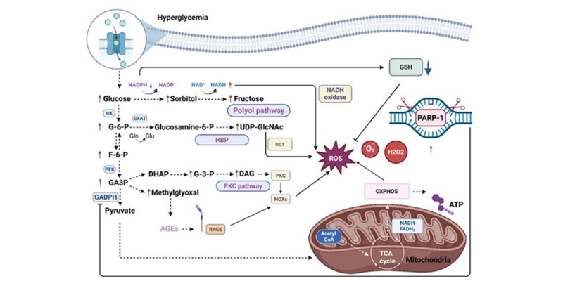 逆轉糖尿病:破解粒線體功能異常與活性氧物質的秘密 逆轉糖尿病:破解粒線體功能異常與活性氧物質的秘密